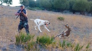 Chasse Perdrix et lievre au maroc | Partridge Hunting 2023-2024 - صيد الحجل البري بالمغرب
