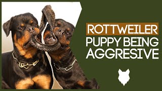 AGGRESSIVE ROTTWEILER TRAINING! How To Stop Your Rottie Puppy Being Aggressive!