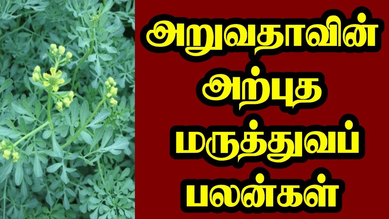 Awarthitha Rata MEDICINAL BENEFITS OF ARUVATHA | அறுவதாவின் அற்புத மருத்துவப் பயன்கள் ...