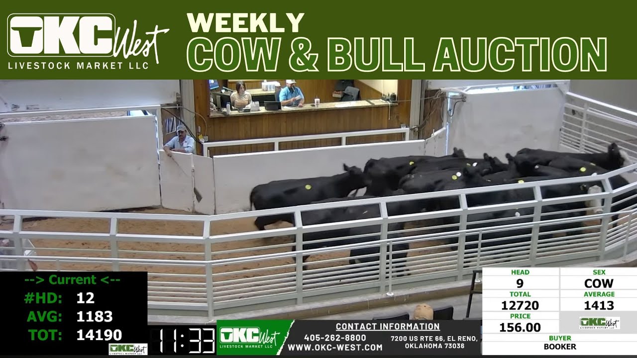 El Reno Oklahoma Cattle Auction LIVE | OKC West Cow & Bull Slaughter ...