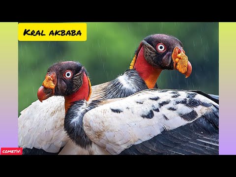 Video: Kral akbabalar nerede yaşar?