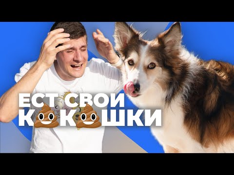 ОТУЧИТЬ ЩЕНКА ЕСТЬ КАКАШКИ 🐶 Почему собаке нравится есть свой кал 🐕 Зачем щенок ест экскременты🐩