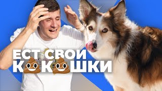 ОТУЧИТЬ ЩЕНКА ЕСТЬ КАКАШКИ 🐶 Почему собаке нравится есть свой кал 🐕 Зачем щенок ест экскременты🐩