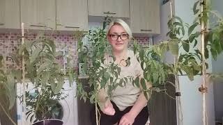 видео: РАЗНИЦА в сортах эвкалипта Радужного (Eucalyptus deglupta)  и Лимонного ( Corymbia citriodora) картинка: РАЗНИЦА в сортах эвкалипта Радужного (Eucalyptus deglupta)  и Лимонного ( Corymbia citriodora)