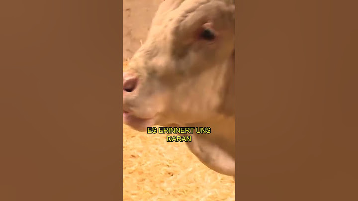 Bull war sein ganzes Leben lang eingesperrt – der Moment seiner Freilassung...