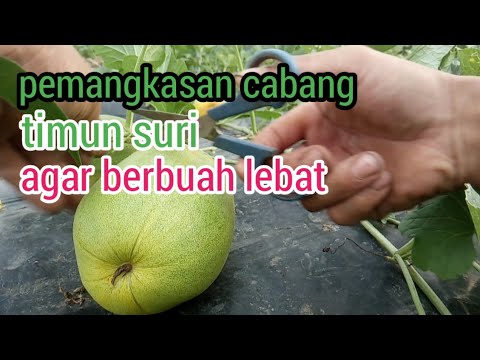 Cara Membuahkan Timun Suri
