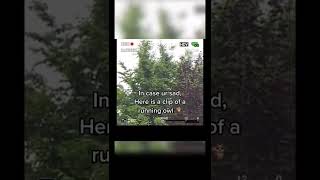 This Owl Running Is So Cute Itll Make Your Day