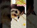 Cute 🐕 🐕🐕#streetdog #cute #love #viralvideo #shortvideo #seva #shorts #doglover #dogshorts