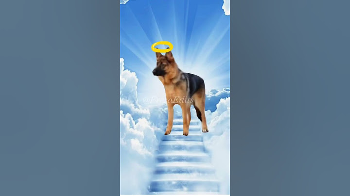Mataron un Inocente 🐕😭#mataró
