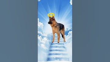 Thumbnail of Mataron un Inocente 🐕😭#mataró