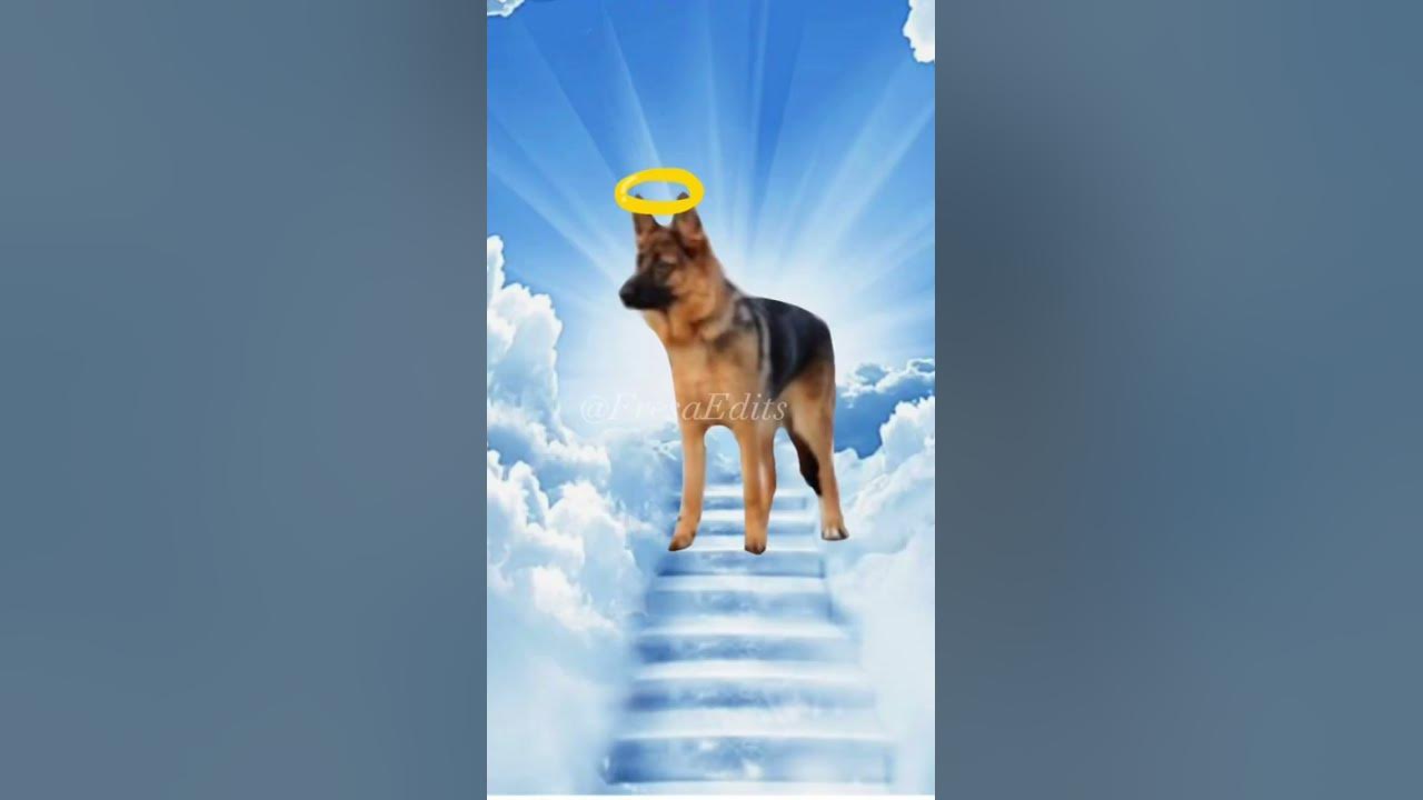 Mataron un Inocente 🐕😭#mataró