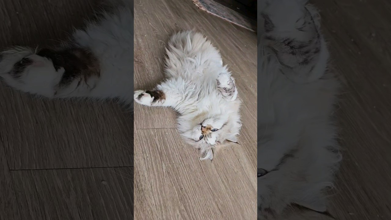 Two Cats on a Catnip High