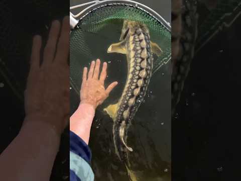 Video: Sturgeon fish species. Sturgeon (isda): larawan