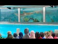 SHARK SHOW ENCOUNTER  NATPKG