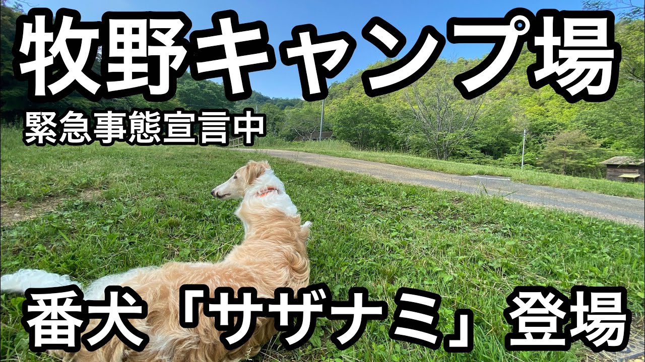実は 意外と知らない牧野はピクニックだけは無料だった 牧野キャンプ場 緊急事態宣言中を調査 牧野管理さんの番犬 サザナミ が登場します 兵庫県キャンプ場 Youtube