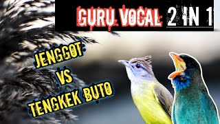 Cucak Jenggot Mix Tengkek Buto suara gemercik air jeda 15 detik #tengkekbuto #cucakjenggot #masteran