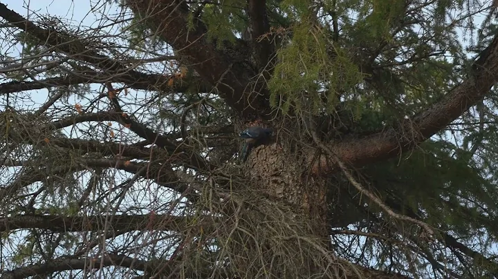 Beautiful Trail: Elk Island National Park