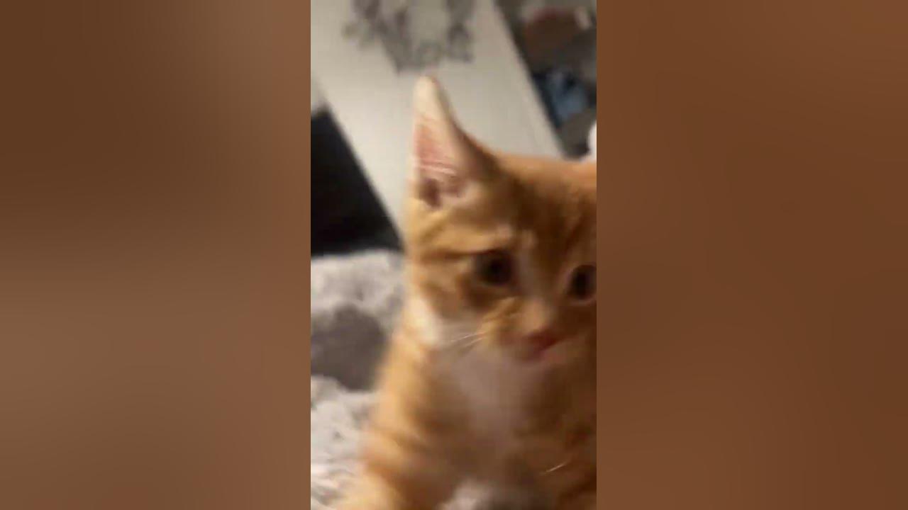 чіпі чіпі котик #котик #котики #мяу - YouTube