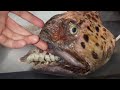 10 Creepiest Animals That Live In The Deep Ocean!