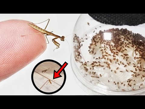 Let&rsquo;s raise baby praying mantises hatched from eggs. But something terrible happened.