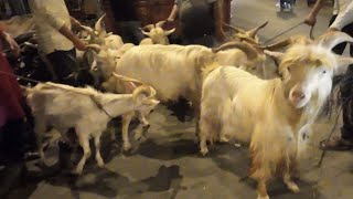 Dekhiye Exotic Sanin Hi Sanin || Al Mehtab Goat Farm