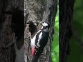 Большой  пестрый  дятел кормит птенцов  в гнезде в  парке Кусково