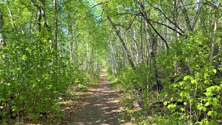 Relax time. Walking in beautiful spring forest at Elk Island National Park. Many islands on the Lake