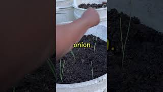 #growyourownfood #onionseeds #begginerfriendly #gardentips #growingonions #growyourownfood