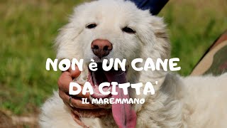 Il maremmano non è un cane da città