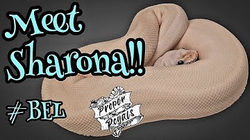 My Super Lesser Blue Eyed  Leucistic Ball Python