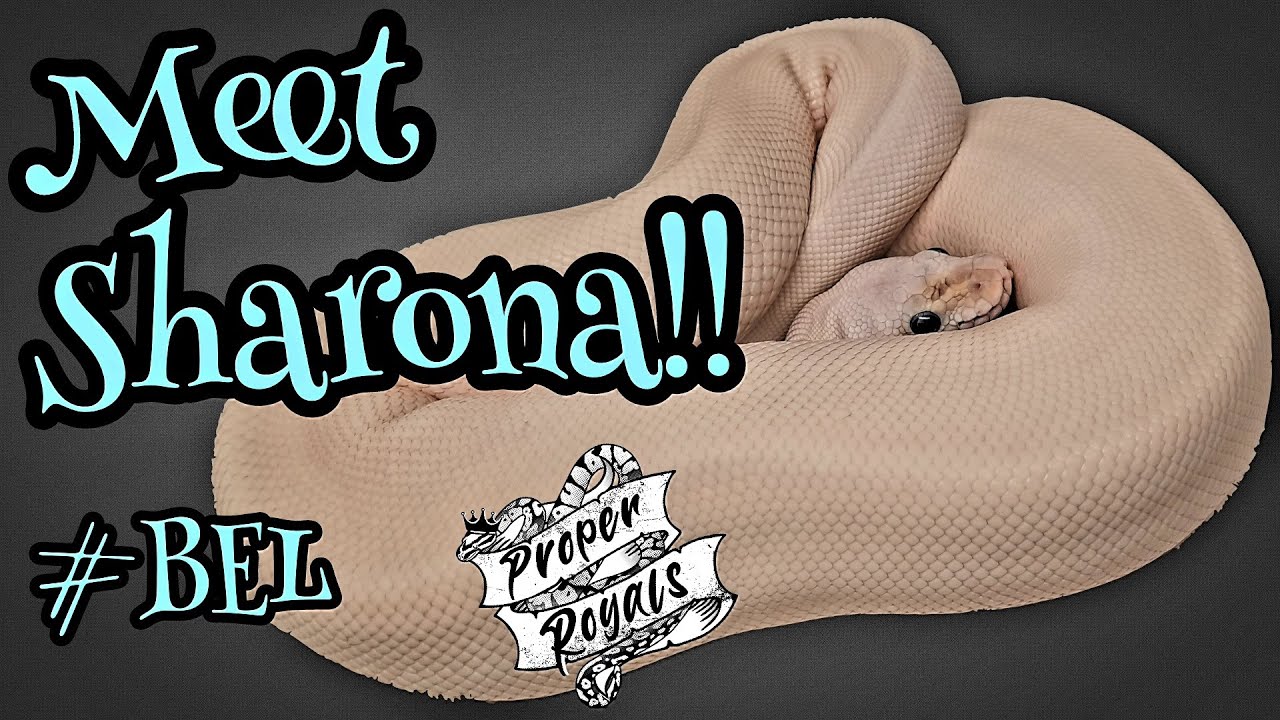 My Super Lesser Blue Eyed  Leucistic Ball Python