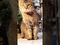 Cat cat catlover cats webewatching cat.s catcatsoftiktok