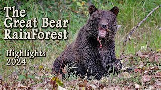 Highlights of Grizzlies during B.C.'s Salmon Run in The Great Bear RainForest Canada. by RobGazdaPhotography 3,356 views 2 months ago 3 minutes, 21 seconds