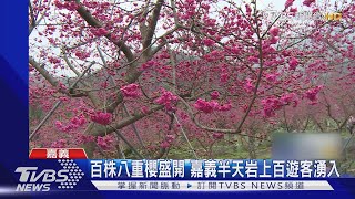 距嘉義市僅20分鐘車程番路半天岩百株八重櫻盛開吸客｜TVBS ... 