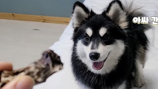 안면도여행 숙소 | 애견동반 슈가몽펜션 | 불꽃눈썹 두두 pomsky DOODOO