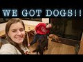 WE GOT DOGS | Vlogmas Day 16