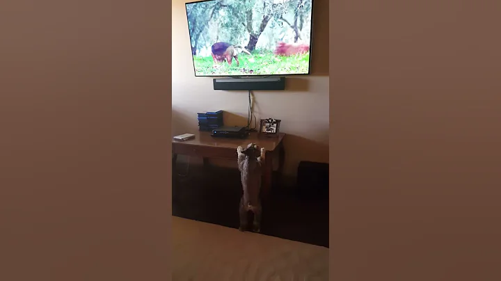 Sadie loves DogTV