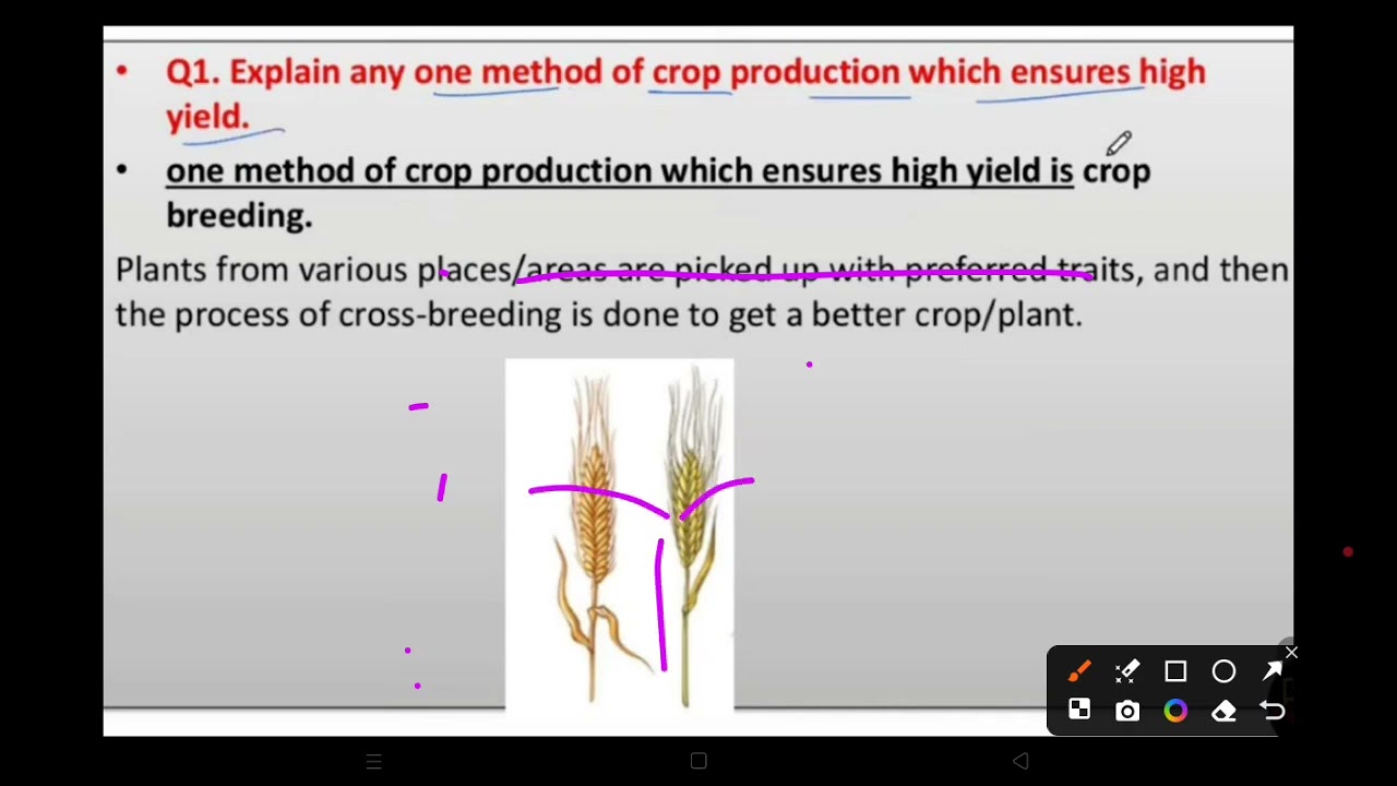 Improvement in food resources part III