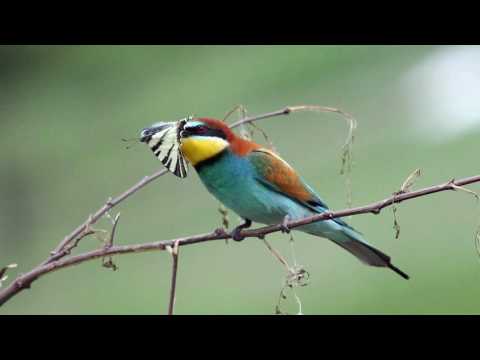 Video: Ameriški triprsti žolna: opis, habitat