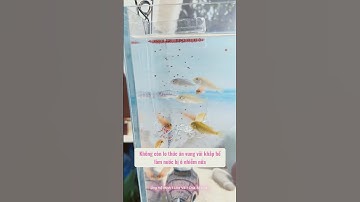 Tự làm dụng cụ cho cá ăn siêu đơn giản từ chai nhựa  #oanhmeca #thuysinh #setup #fish