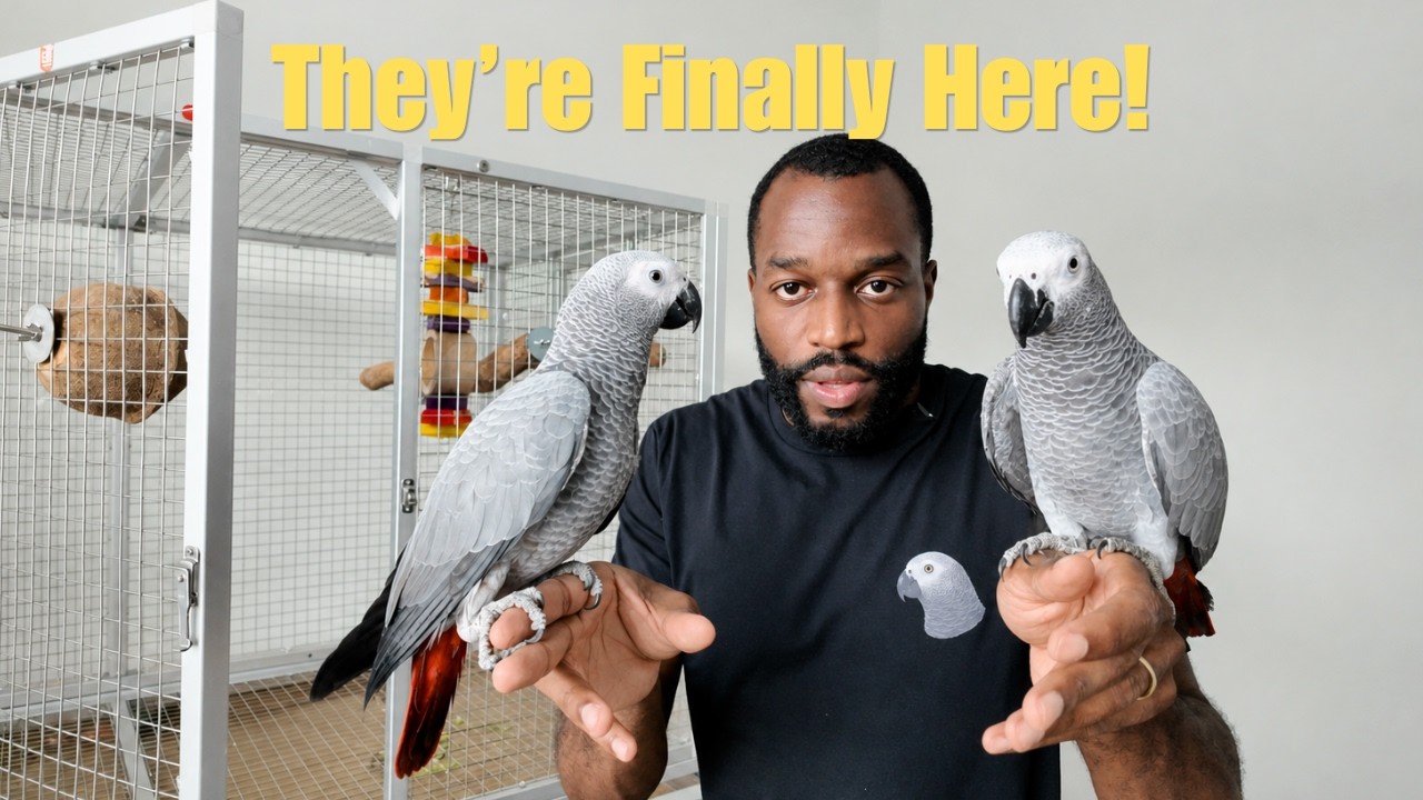 I Just Got MORE African Greys… 🦜 Meet My New Flock