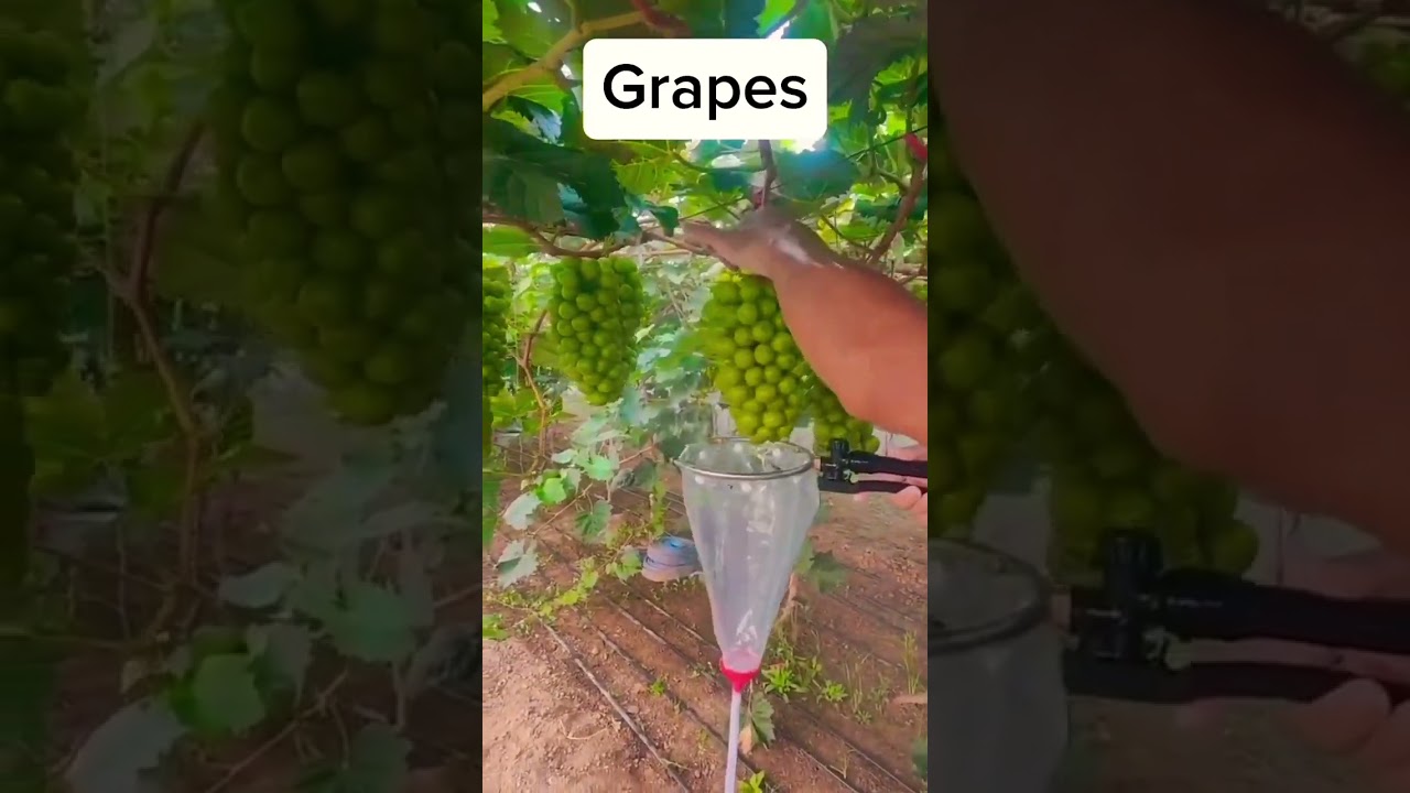 How Farmers Spray Grapes 🍇 | Vineyard Care & Farming"