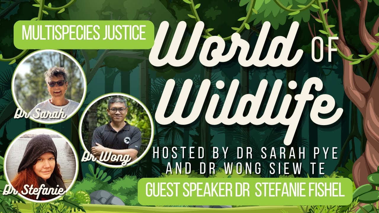 Whales can speak?! | Multispecies justice with Dr Stephanie Fishel | World of Wildlife| Sarah R Pye