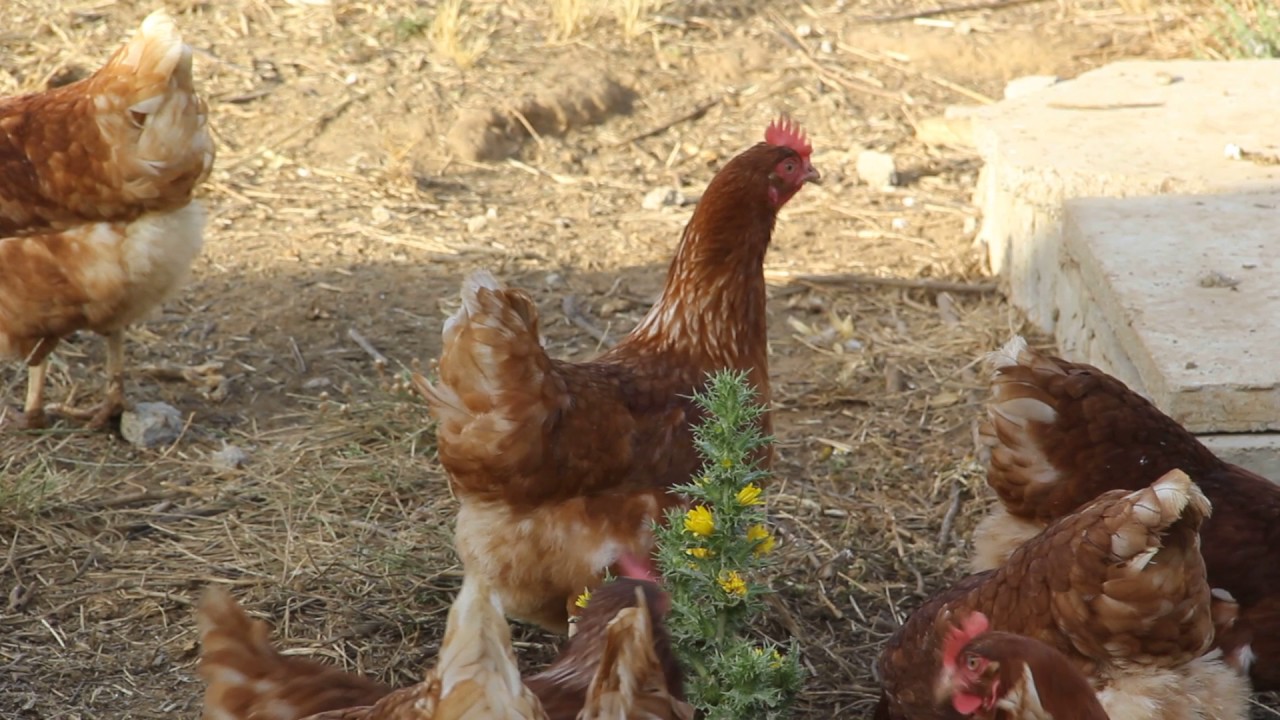 Los mejores huevos camperos de la comarca en granja El Pimpollar en Facinas