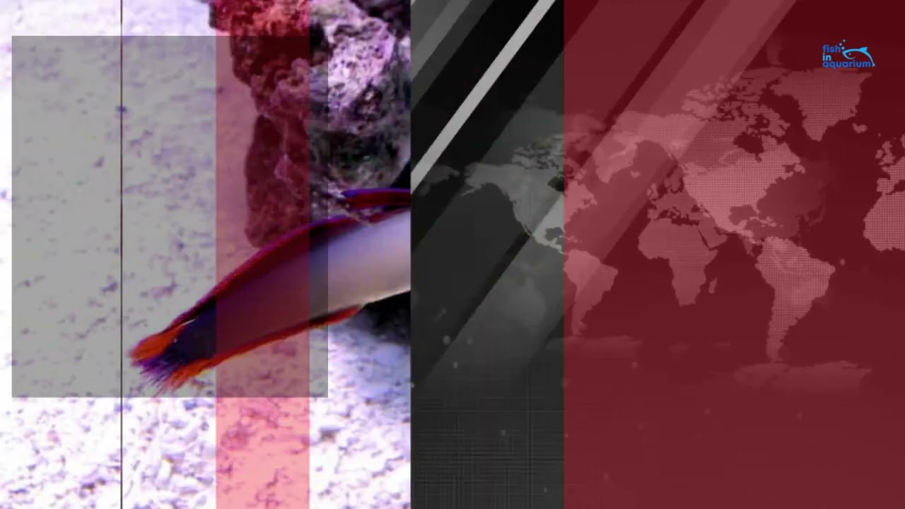 Purple Firefish Goby Care Guide: Tank Setup