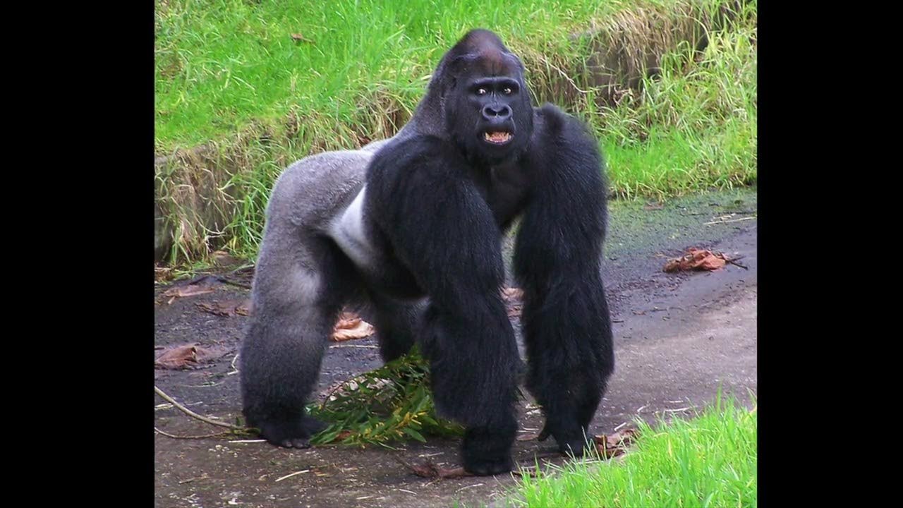 Gorilla Grunt Sound YouTube gorilla-grunt-sound-youtube