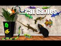 Cat Games to Watch – Lizards, Frogs &amp; Bugs Running Everywhere! 🐭🦎🐸 | Cat TV 4K 60FPS