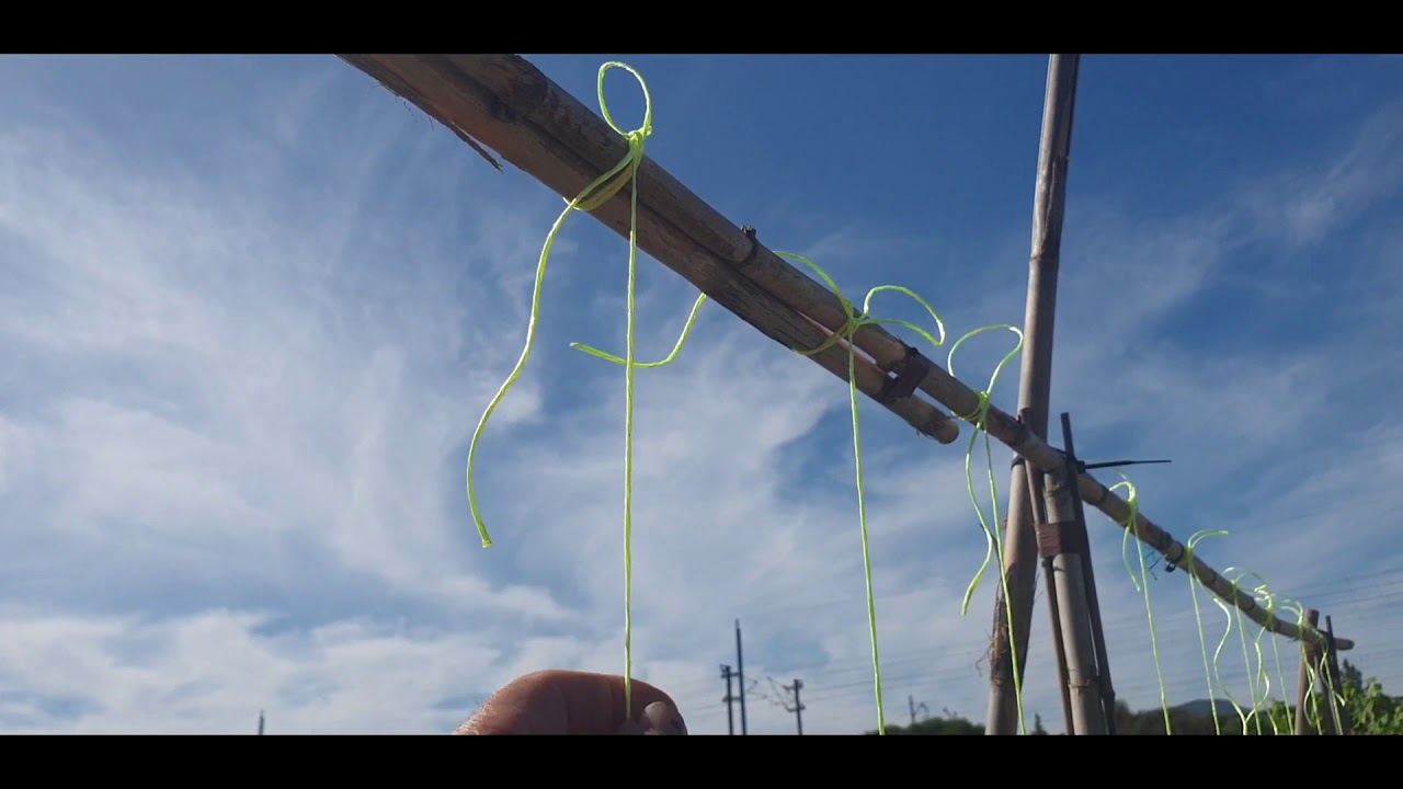 ENTUTORAR TOMATERAS EN HILERAS PARA ESPACIOS ESTRECHOS