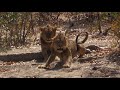 Leopard / Lion / Buffalo / Plains Game Hunting Safari - Chewore South. Paul &amp; Logan Hunting Promo