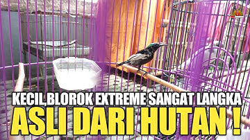 CUMA SI MAS ! YG PUNYA BURUNG KECIL,BLOROK EXTREME SANGAT LANGKA ASLI HUTAN,PALING DI CARI KOLEKTOR